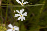 Shortleaf rose gentian